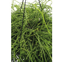 Korallenkaktus Ampel FloraSelf Rhipsalis cassutha Ø 17 cm Ampeltopf