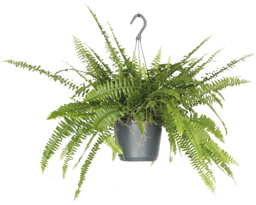 Schwertfarn Ampel FloraSelf Nephrolepis exaltata 'Green Lady' Ø 17 cm Ampeltopf Hängepflanze mit Farn in einem Topf