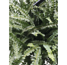 Lockiger Farn, Schwertfarn Ampel FloraSelf Nephrolepis 'Duffii' Ø 17 cm Ampeltopf