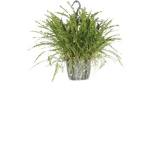 Lockiger Farn, Schwertfarn Ampel FloraSelf Nephrolepis 'Duffii' Ø 17 cm Ampeltopf