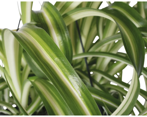 Nahaufnahme einer Grünlilie mit gestreiften Blättern