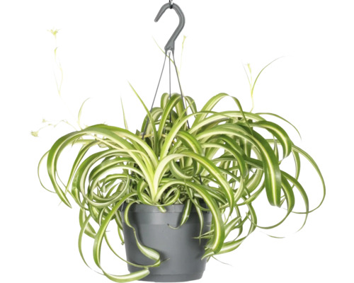 Grünlilie, Graslilie Ampel FloraSelf Chlorophytum comosum 'Bonnie' Ø 17 cm Ampeltopf Hängepflanze mit grünen und weißen Blättern im Topf