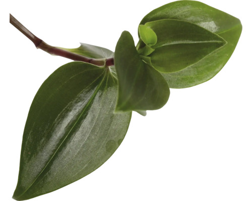 Nahaufnahme eines Tradescantia TriColour Ablegers