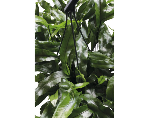 Hängepflanze mit grünen Blättern