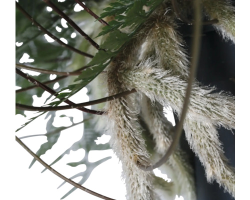 Nahaufnahme von Farn und anderen Pflanzen mit dekorativen Elementen