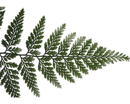 Nahaufnahme eines Farnwedels