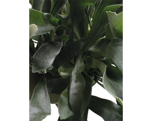 Geweihfarn, Herbsthornfarn Ampel FloraSelf Platycerium bifurcatum Ø 17 cm Ampeltopf Detailaufnahme eines Hängegeweihfarns mit grünen Blättern.