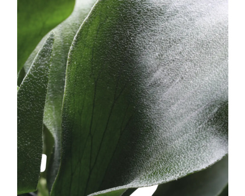 Nahaufnahme eines Geweihfarns mit charakteristischen Blättern