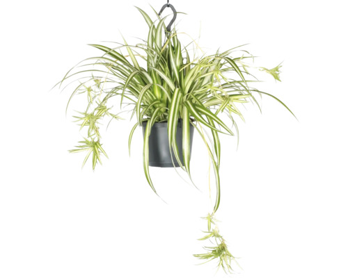 Grünlilie, Graslilie Ampel FloraSelf Chlorophytum Variegatum' Ø 17 cm Ampeltopf Hängepflanze Grünlilie im Topf
