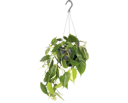 Kletternder Baumfreund Ampel FloraSelf Philodendron scandens Ø 17 cm Ampeltopf