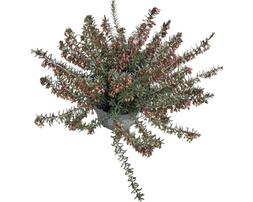 Blühende Besenheide im Topf für den Garten