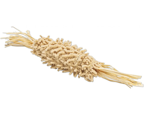 Getrocknete Lagurus Pflanze