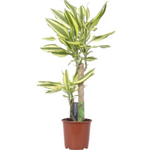 Drachenbaum im Topf