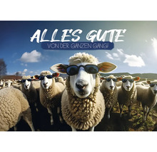 Eine Herde Schafe mit Sonnenbrillen und dem Text ''Alles Gute von der ganzen Gang!''