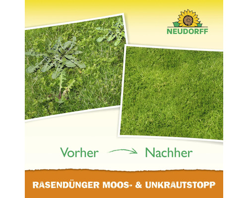Rasen mit Unkraut vor und nach der Behandlung mit Rasendünger Moos- und Unkrautstopp.