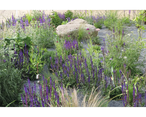 Gartenszene mit Pflanzen, Blumen und Steinen auf Kies