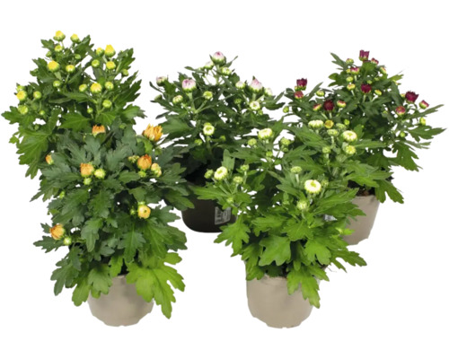 Mehrere Chrysanthemen in Töpfen mit grünen Blättern und Blütenknospen