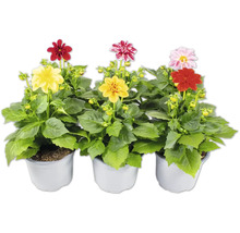 Dahlien in Töpfen mit verschiedenfarbigen Blüten