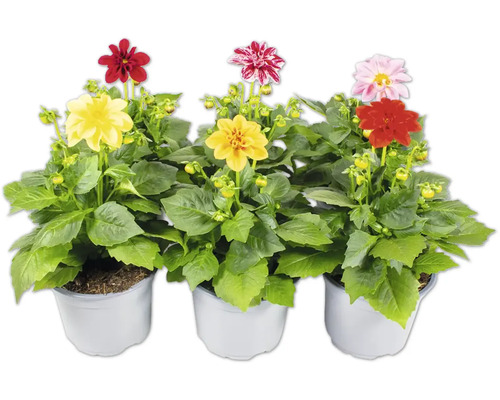 Zwergdahlie FloraSelf Dahlia Royal Dahlietta Ø 13 cm Topf zufällige Sortenauswahl Dahlien in Töpfen mit verschiedenfarbigen Blüten