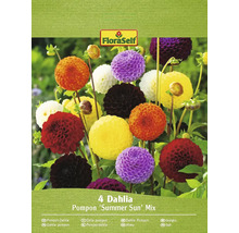 FloraSelf Pompon Dahlien Summer Sun Mix Packung mit vier Stück