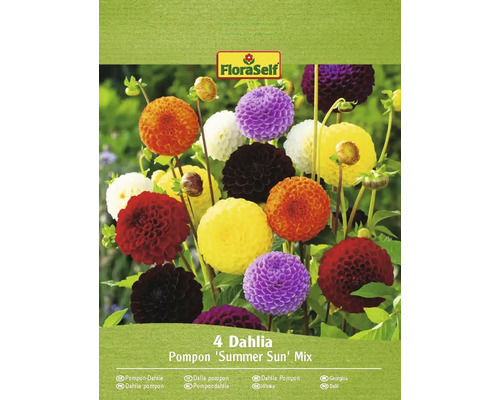 Blumenzwiebel Dahlie FloraSelf 'Pompon Summer Sun' 4 Stück