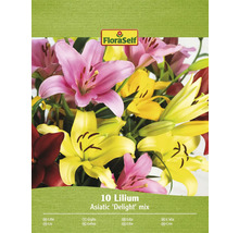 Packung mit 10 Lilien Asiatic Delight Mix