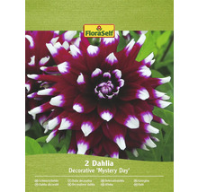Packung mit zwei dekorativen Dahlien der Sorte Mystery Day