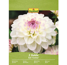 Packung Ball Dahlien der Sorte Eveline von FloraSelf