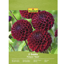 Zwei Pompon Dahlien ''Natal'' im Paket von FloraSelf