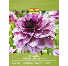 Blumenzwiebel Dahlie FloraSelf 'Creme de Cassis' 2 Stück