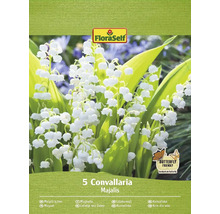 Blumenzwiebel Maiglöckchen, Convallaria majalis FloraSelf 5 Stück