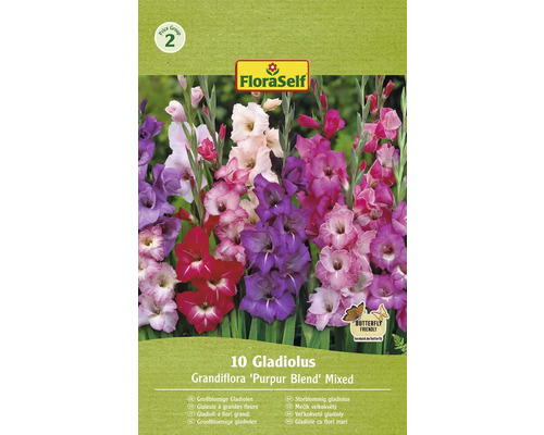 Blumenzwiebel Gladiole FloraSelf 'Purple Blend Mixed' 10 Stück