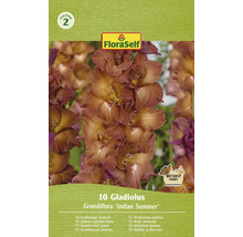 Verpackung großblumige Gladiolen, Sorte Indian Summer
