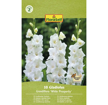 Packung großblumige Gladiolen der Sorte ''White Prosperity''