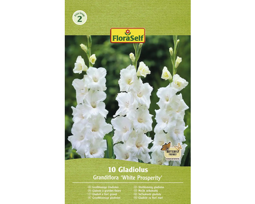 Blumenzwiebel Gladiole FloraSelf 'White Prosperity' 10 Stück