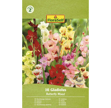 Packung mit 10 gemischten Schmetterlings-Gladiolenzwiebeln der Marke FloraSelf