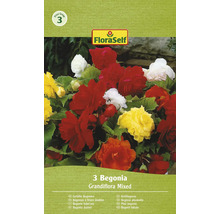 Verpackung gefüllte Begonien Grandiflora Mixed