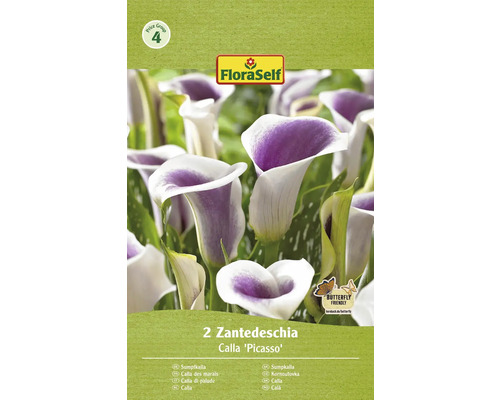 Blumenzwiebel Calla FloraSelf 'Calla Picasso' 2 Stück