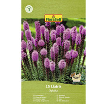 FloraSelf Prachtscharte Samenpackung