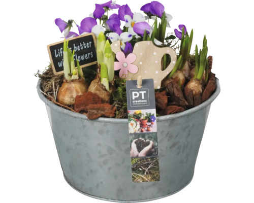 Arrangement Viola Frühling und Ostern FloraSelf Zink Topf Ø 22 cm