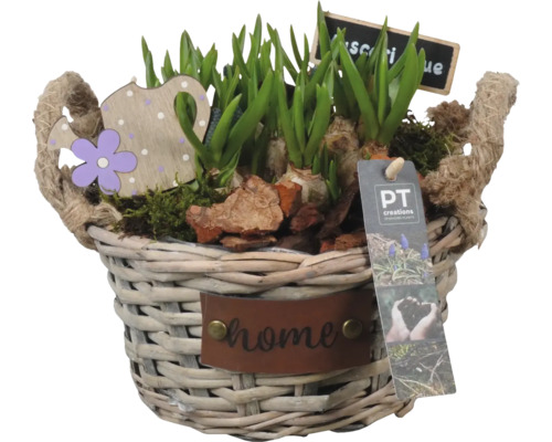 Frühling-Arrangement FloraSelf Korb Ø 30 cm weiß mit Muscari Gießkanne Stecker