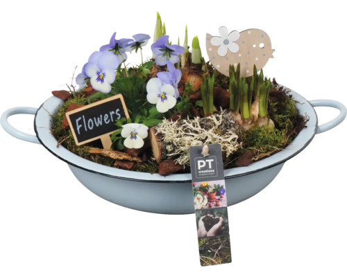 Arrangement Viola Frühling und Ostern FloraSelf Schale Ø 29 cm hellgelb