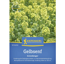 Gelbsenf Gründünger Kiepenkerl, zur Erhaltung der Bodengesundheit