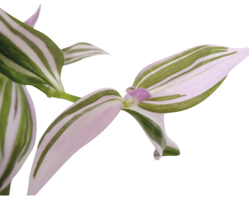 Tradescantia Zimmerpflanze mit gestreiften Blättern.