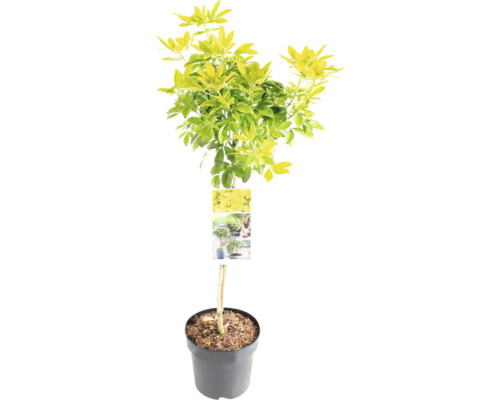 Topfförmiger Strauch mit grünen und gelben Blättern in einem grauen Topf