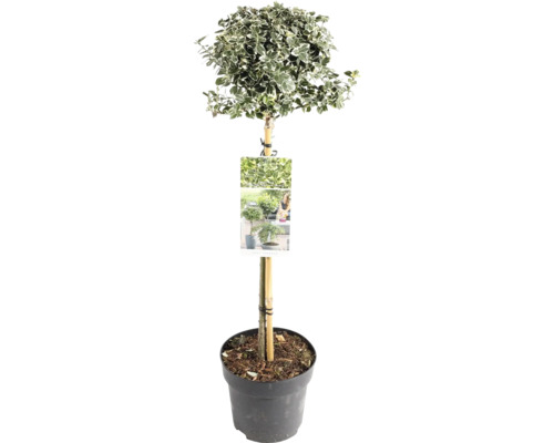 Im Bild ist ein Spindelstrauch im Topf zu sehen.