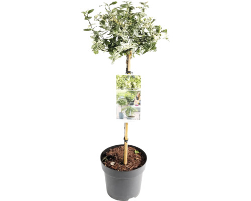 Immergrüner Spindelstrauch als Hochstamm im Topf