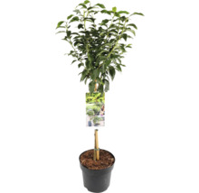 Lorbeerbaum im Topf