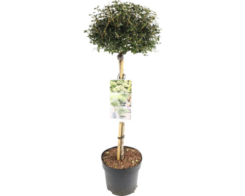 Immergrüner Liguster als Kugelbaum im Topf