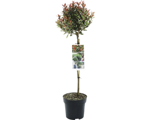 Photinia fraseri Chico im Topf